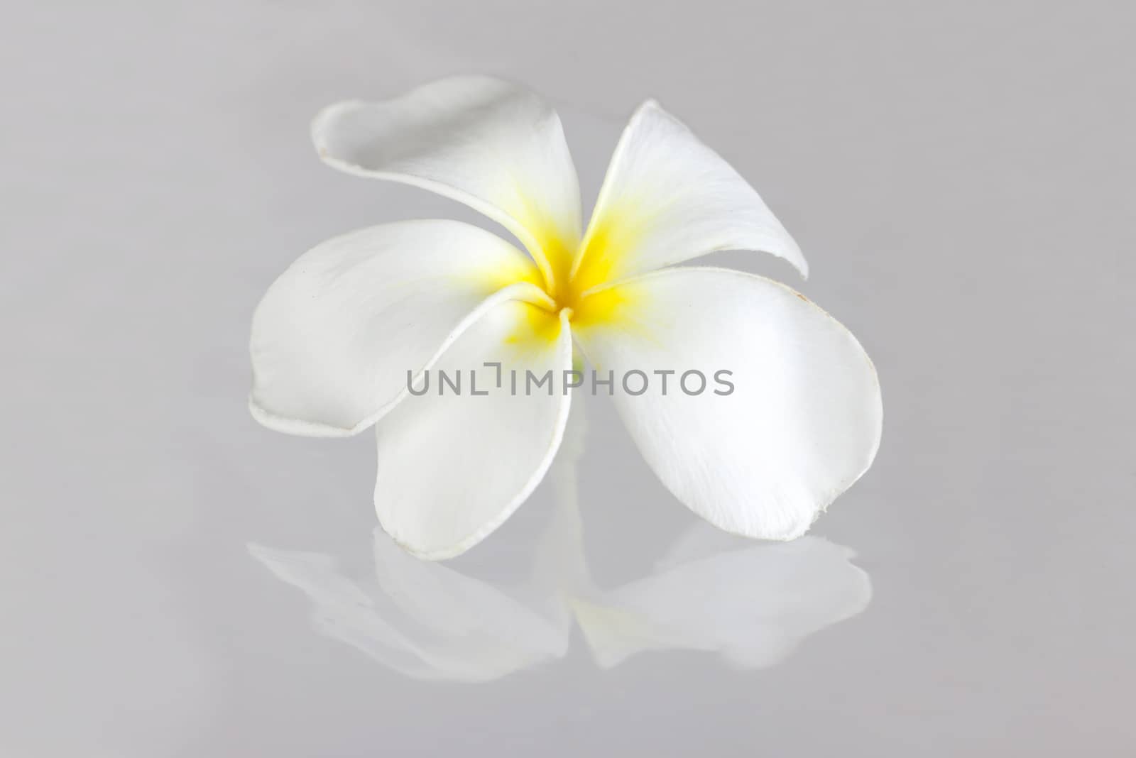 White Frangipani or Plumeria pudica with reflection on gray background.