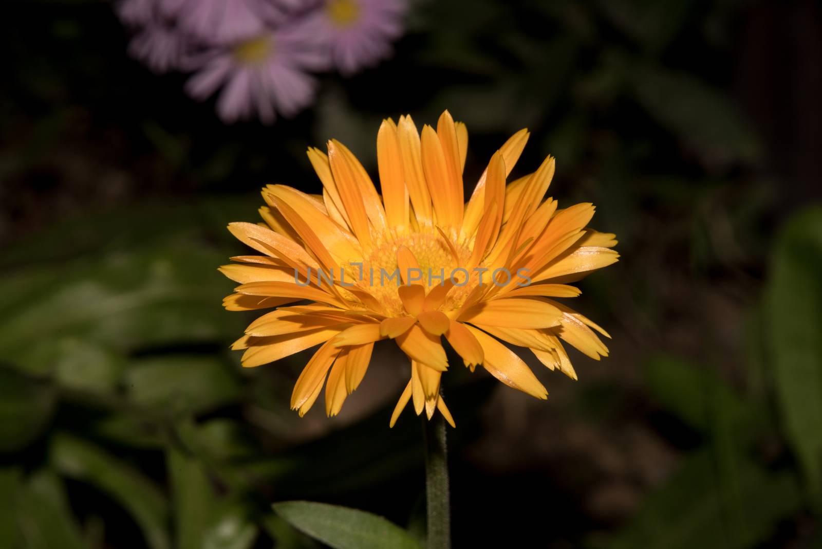 Beautiful Yellow flower closeup. 