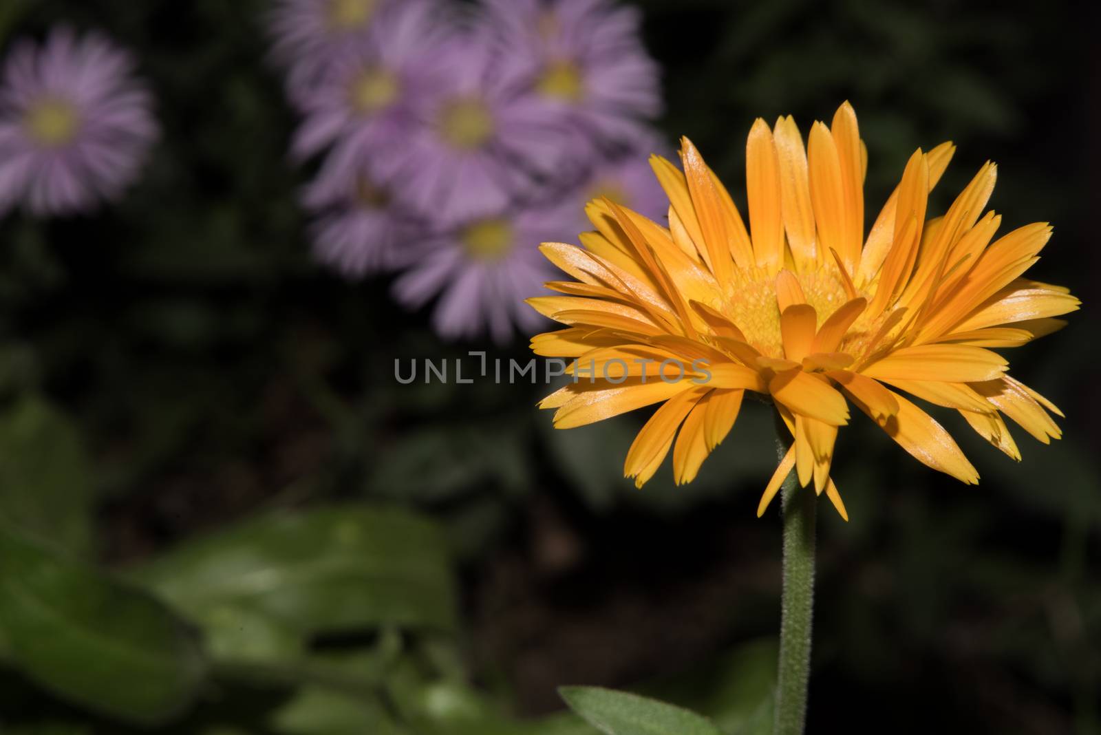 Beautiful Yellow flower closeup. 