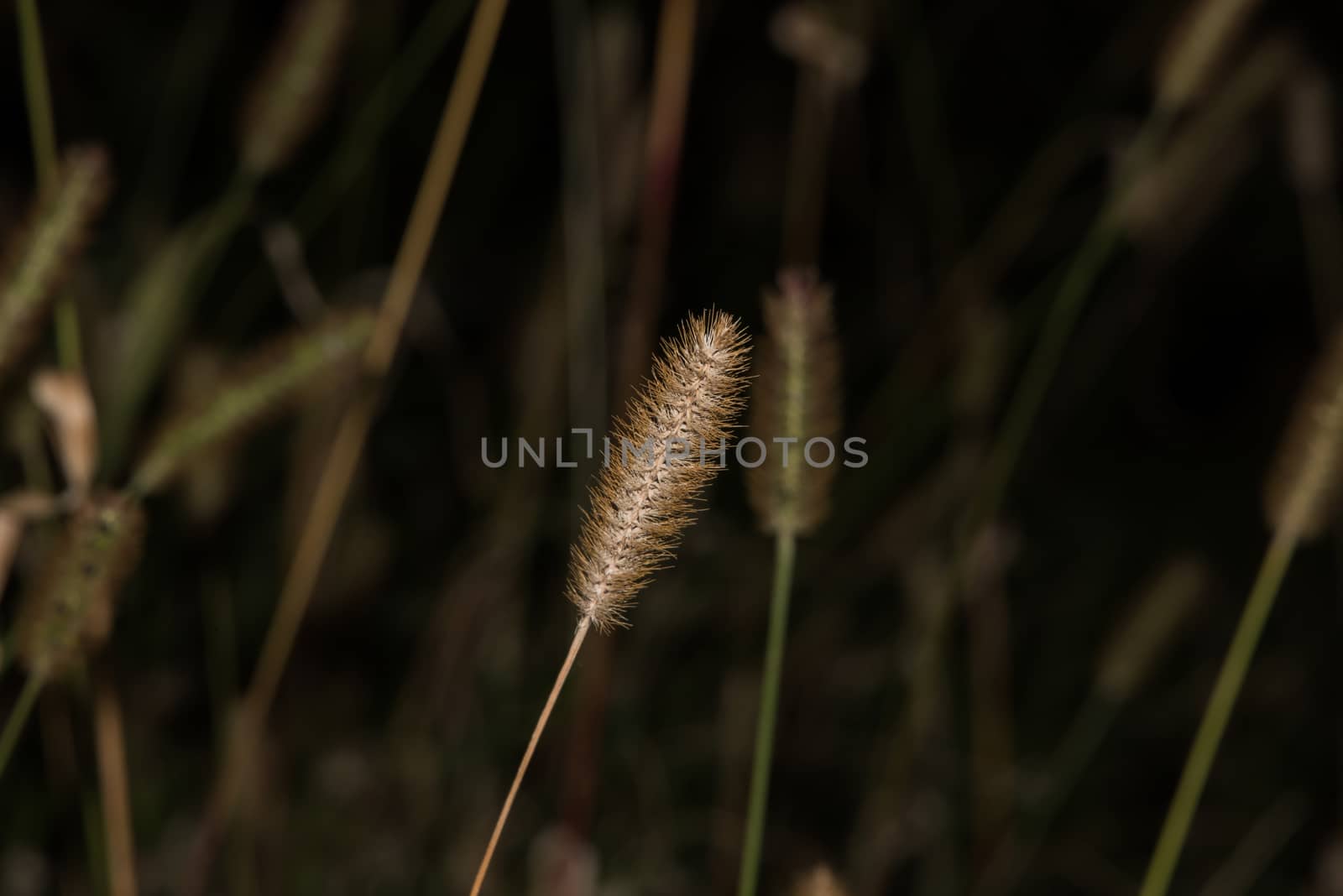 Isolated barley grass on grass background. field of grass