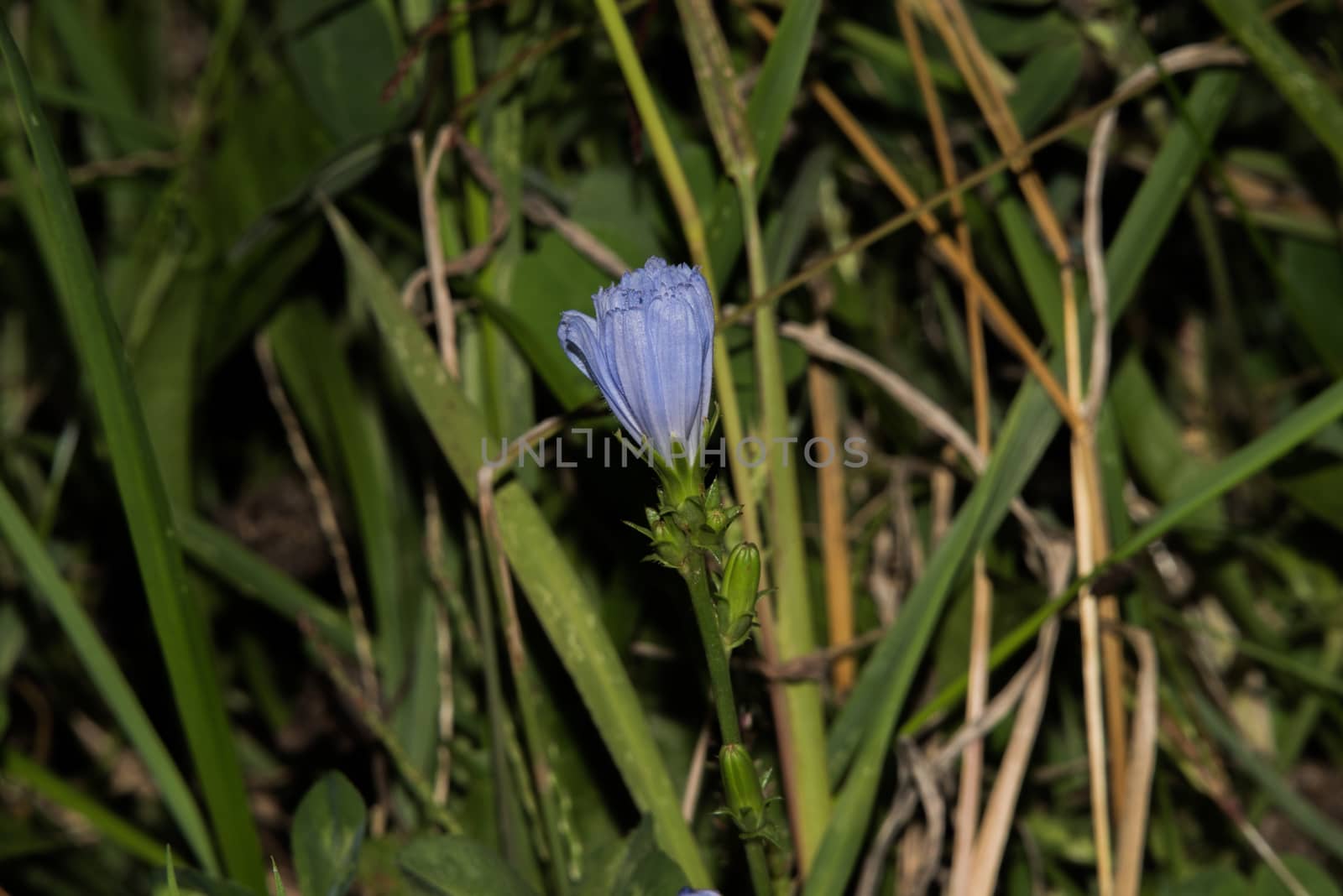 Beautiful blue flowers of the chicory. 