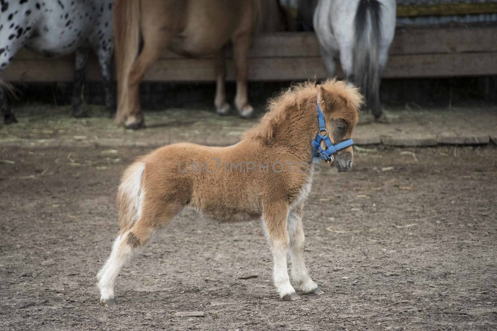 Mini dwarf horse in a pasture at a farm. foal mini horse. 