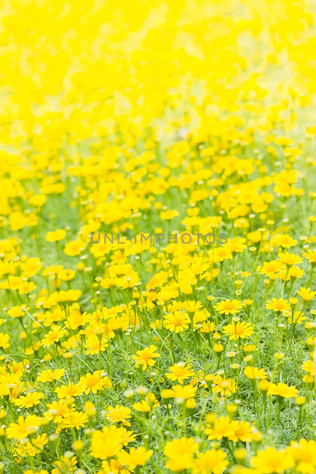 Closeup small yellow flowers field,Dahlberg daisy, Gold carpet