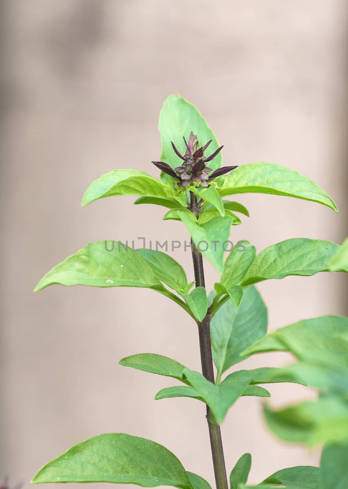 Close up fresh green basil and flower in garden