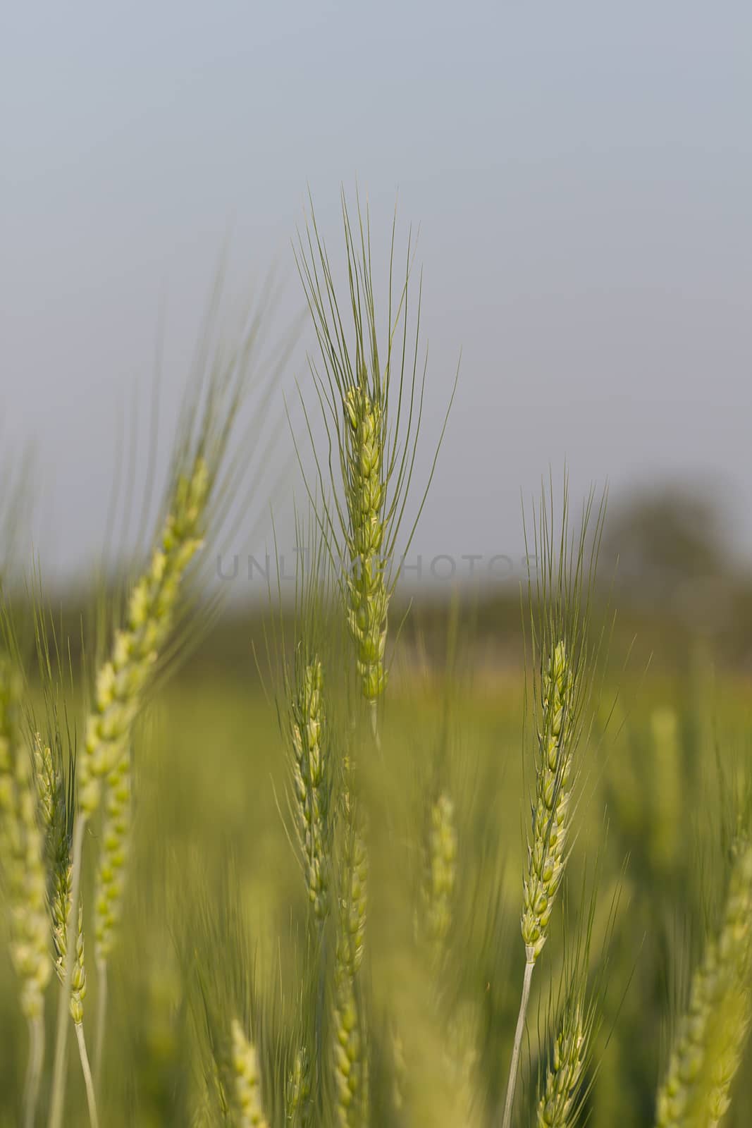 Green barley growing in a field by stoonn