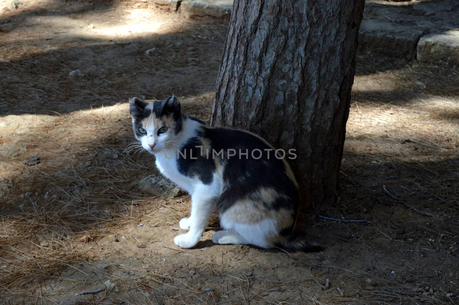 Cat play near a tree under the sun of the island of Crete.