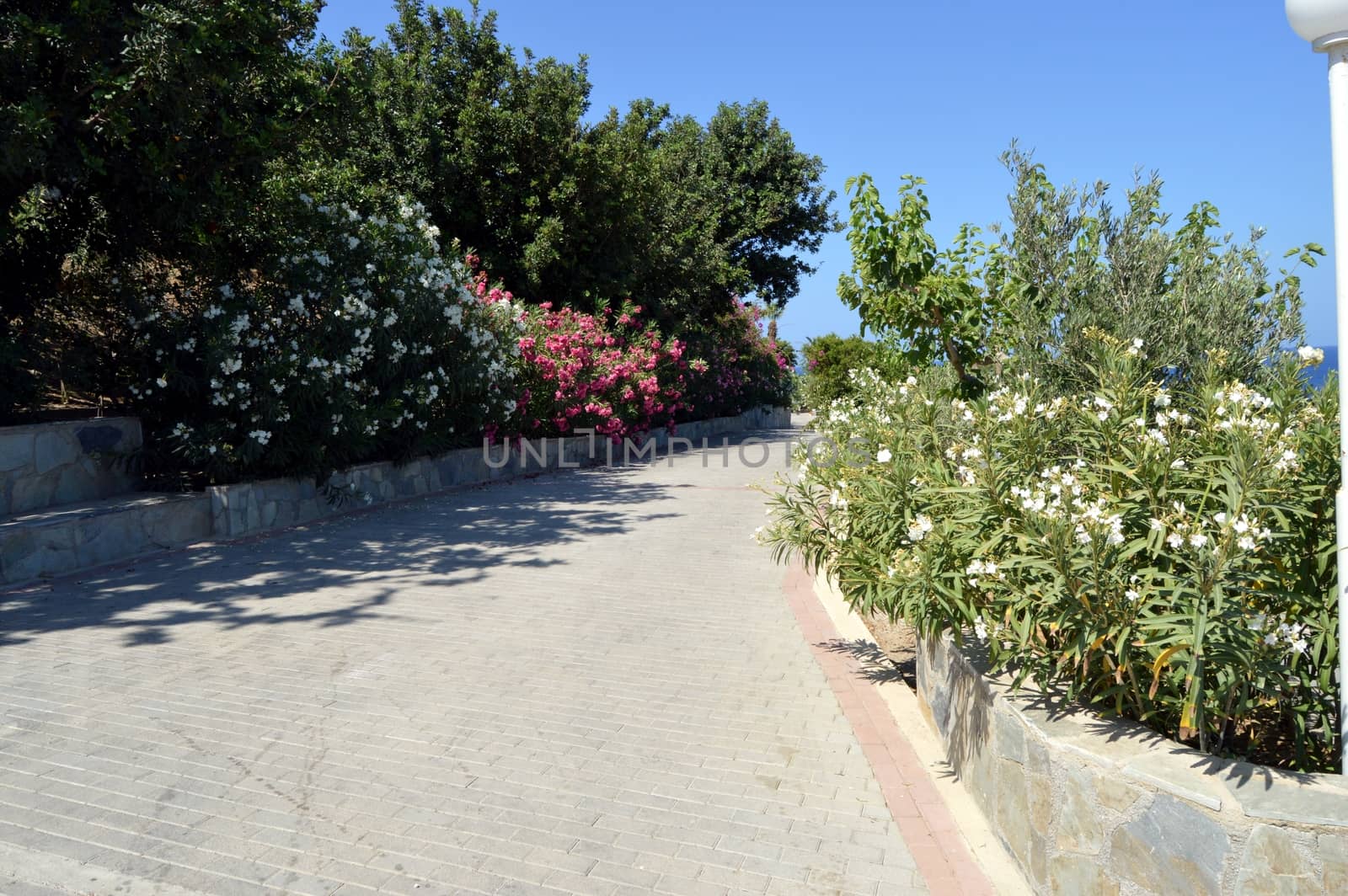 Way to pave decorated with flowers and with plants green.