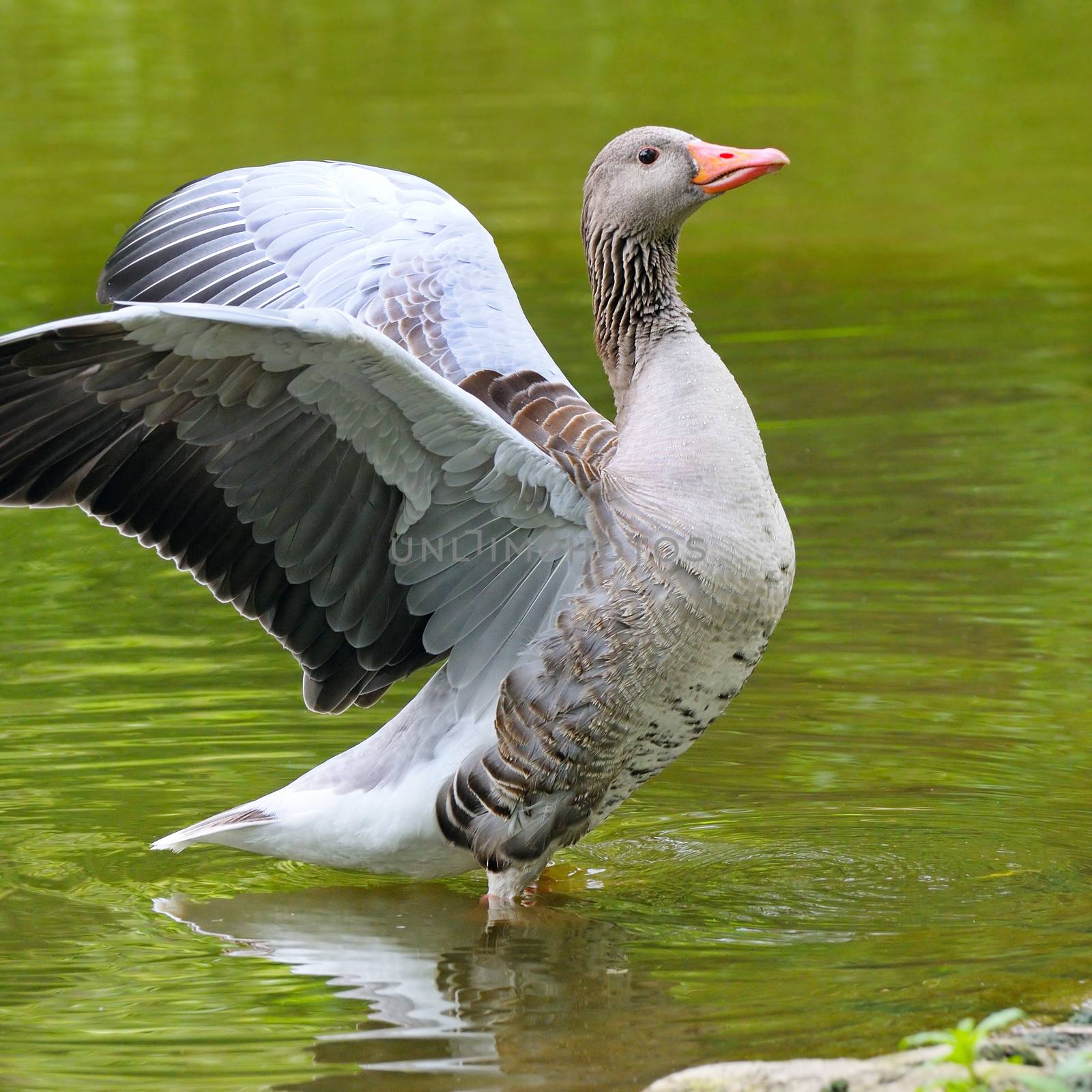 goose with outstretched wings