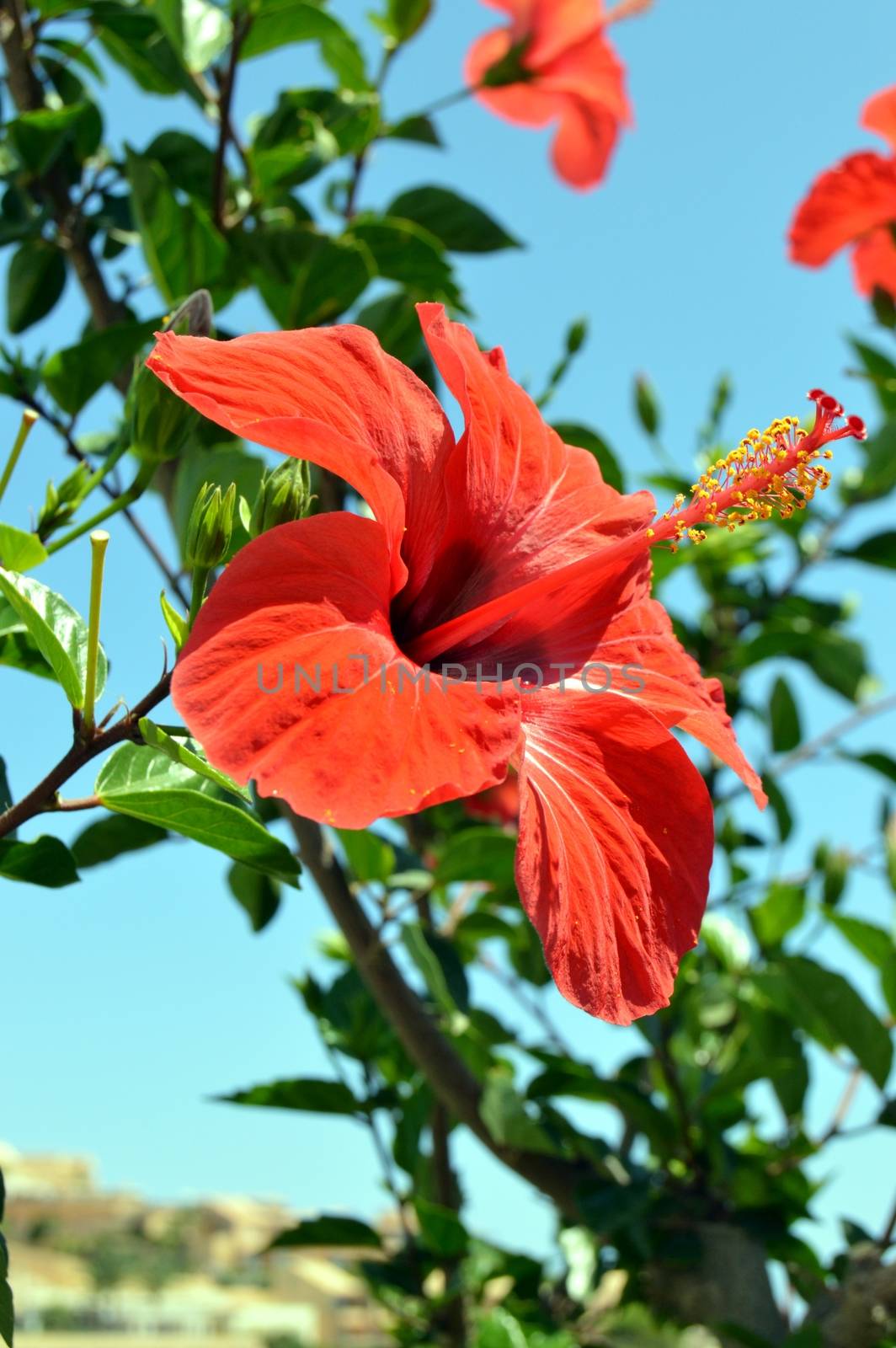 Beautiful flowers of garden in Crèta. by Philou1000