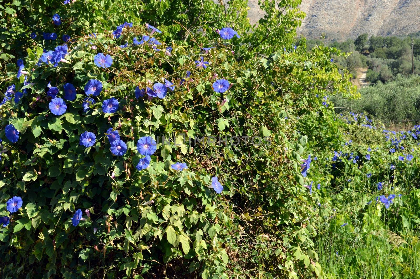 Beautiful flowers of garden by Philou1000