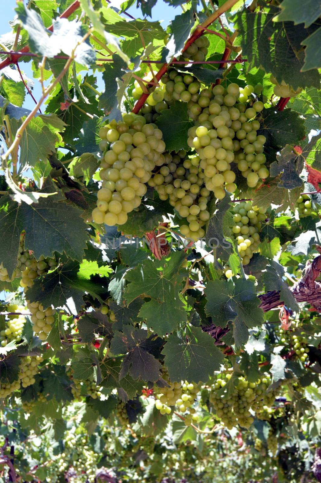 Vineyards in flowers in the Cretan campaign in Greece