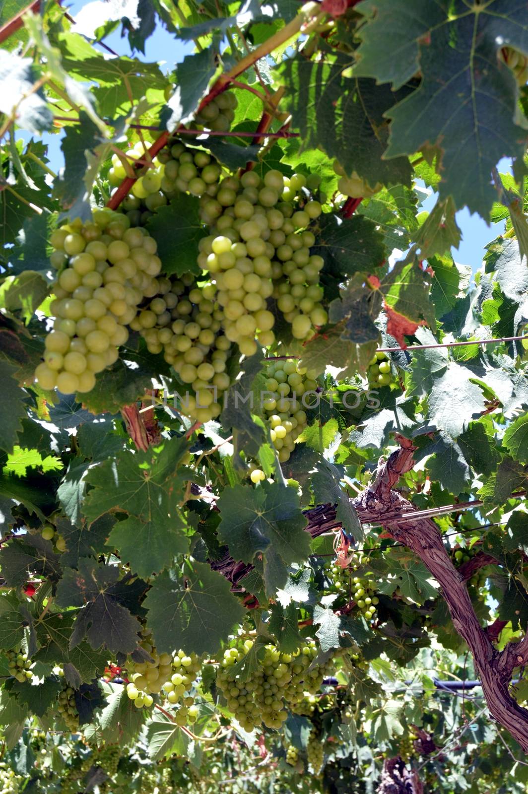 Vineyards in flowers in the Cretan campaign in Greece