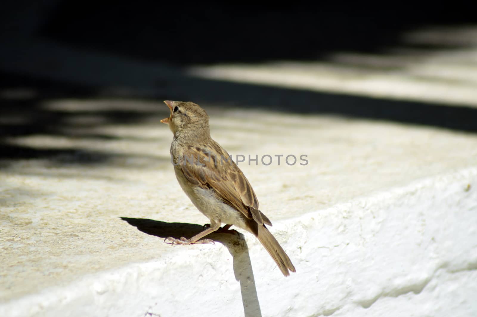 Sparrow singing on a walking of a white staircase.