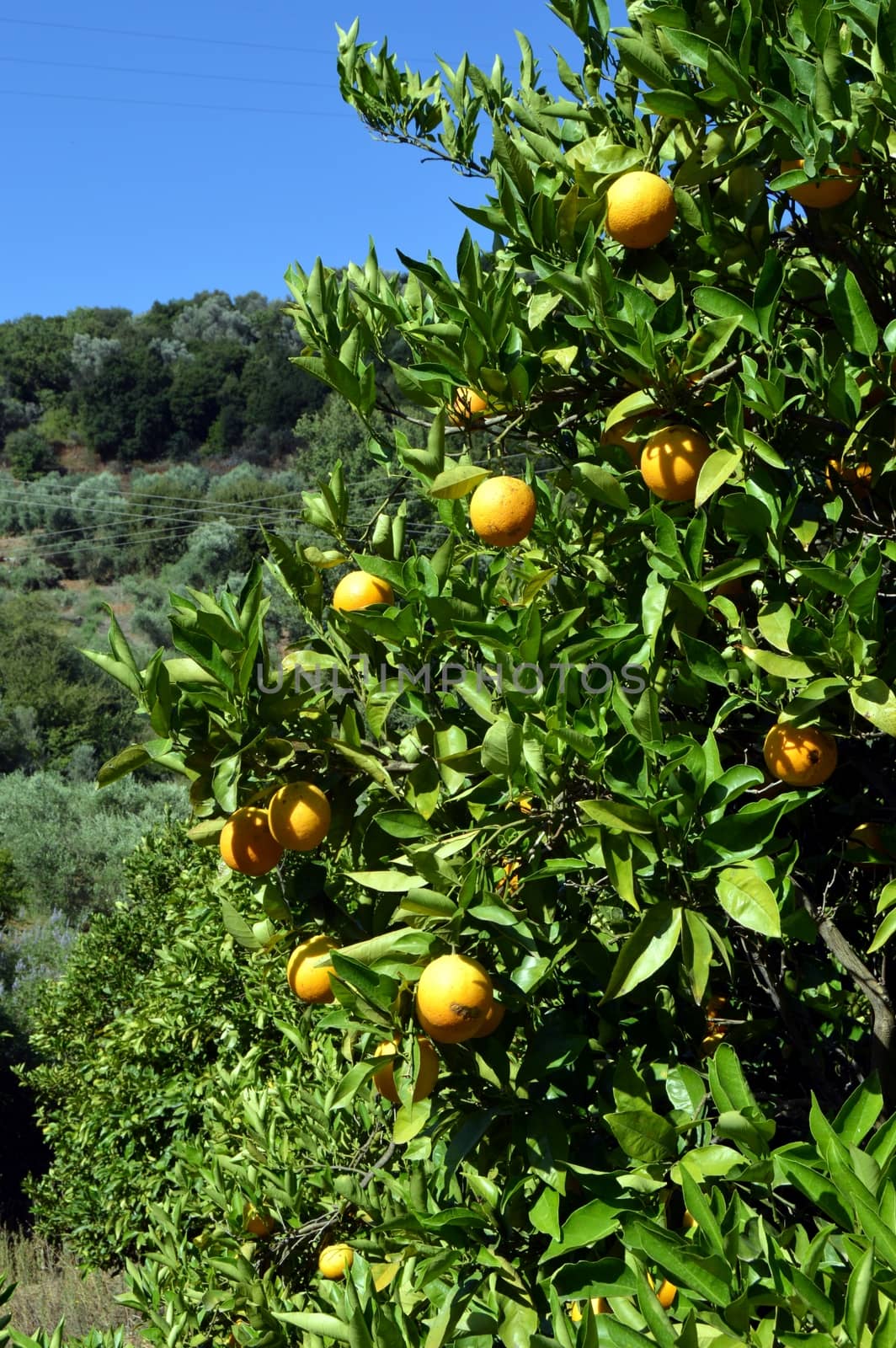 An orange tree with fruits in the Cretan campaign