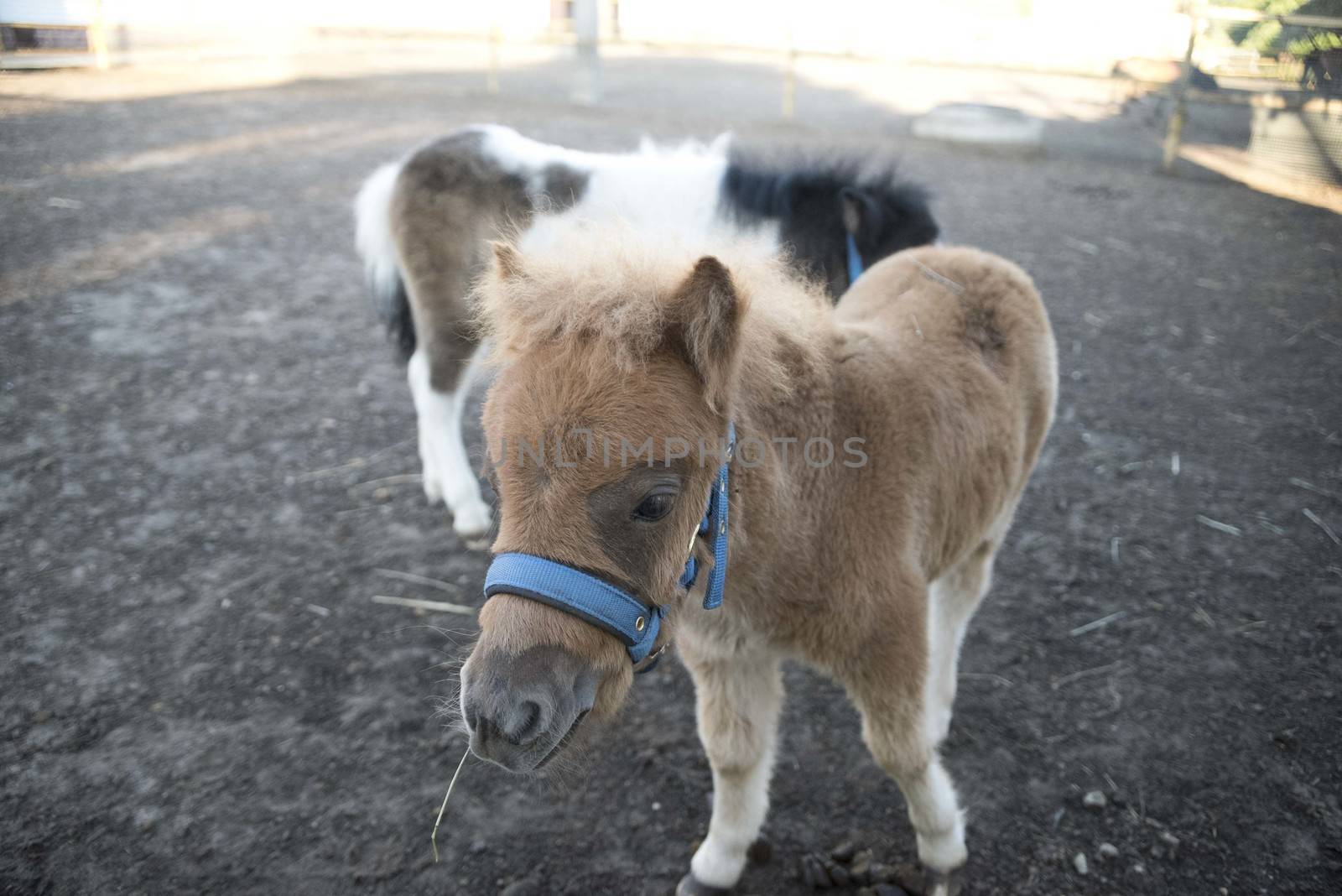 Mini dwarf horse in a pasture at a farm. foal mini horse. 