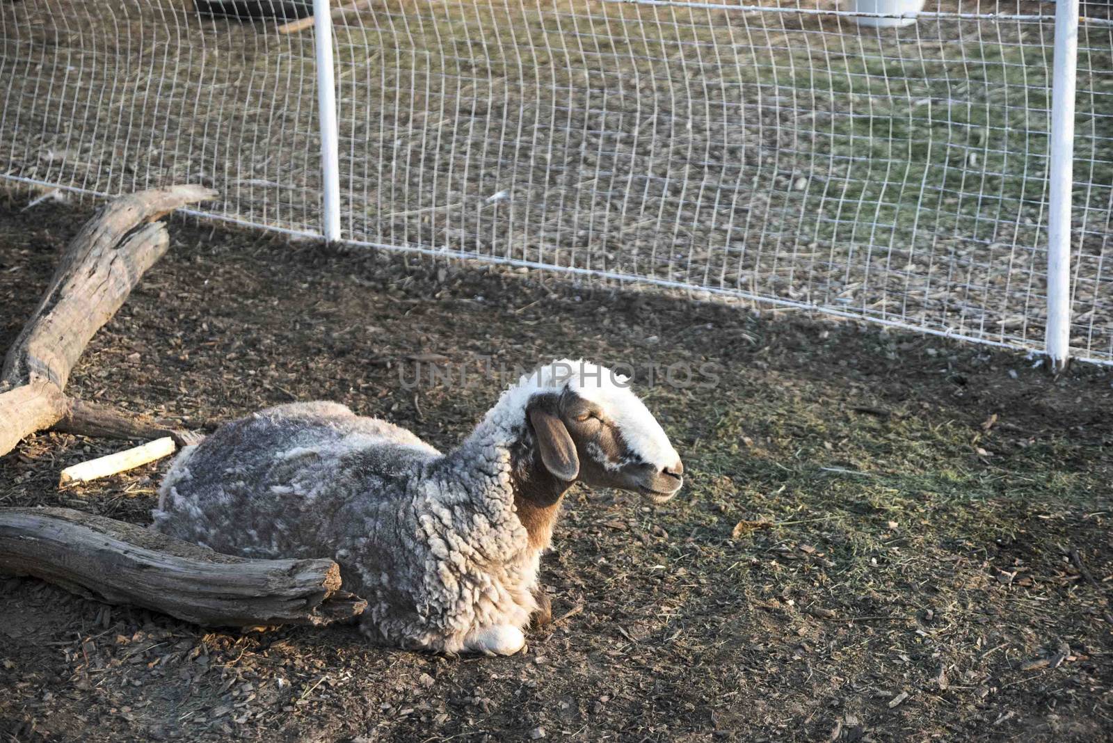 Sheep. Sheep in nature. Sheep on meadow. Sheep farming. Sheep farming outdoor.