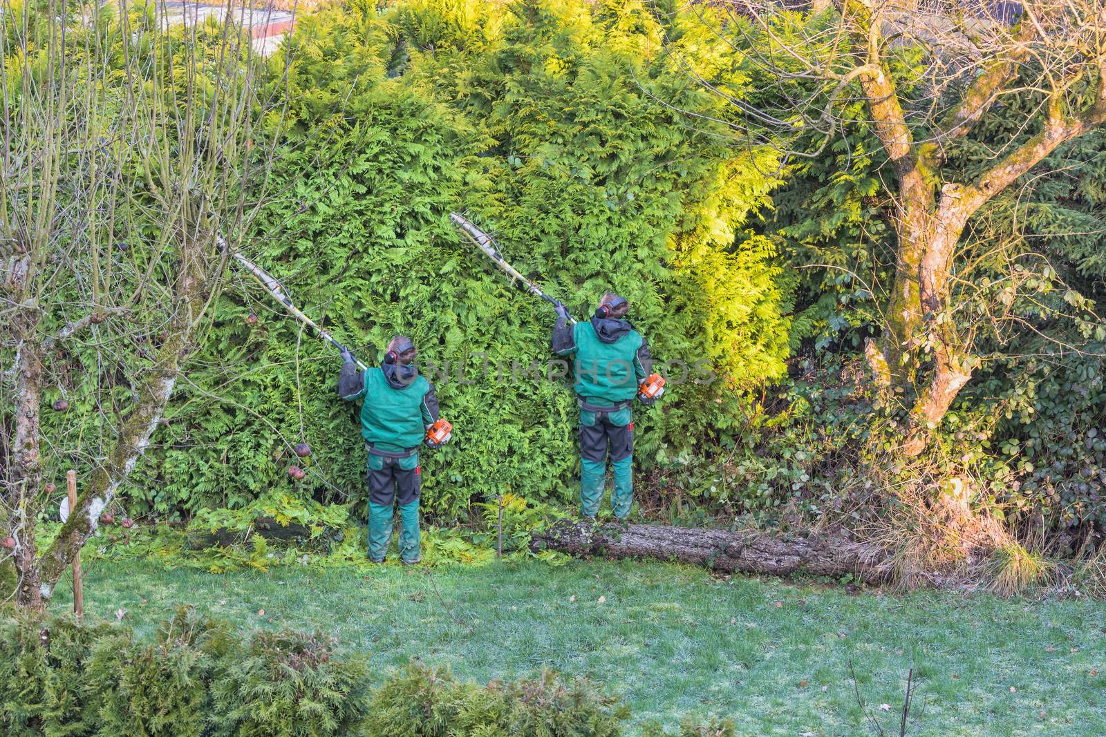 Cutting a hedge with a motor hedge trimmer.