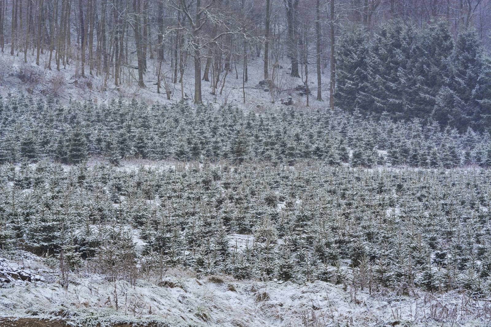 Mystical and picturesque pine forest in beautiful winter.