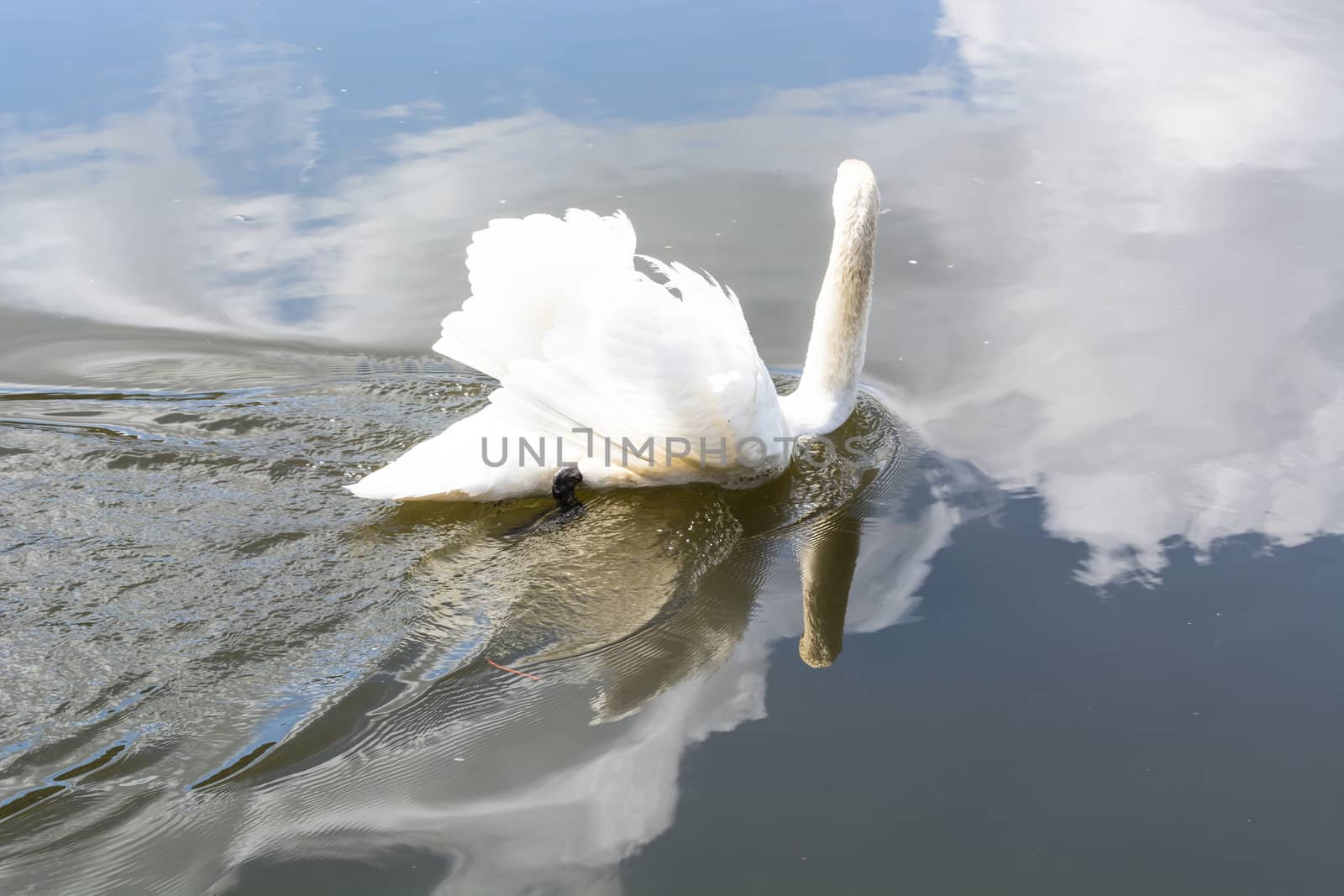 White mute swan swims on a lake. In water the blue sky is mirrored.