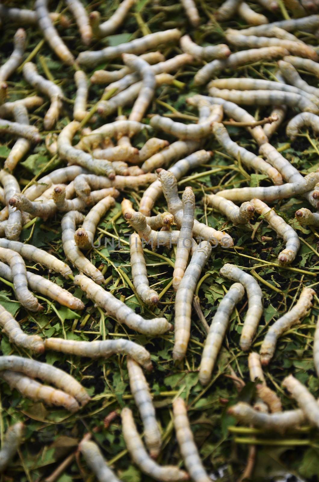 Silkworms in silk farm, Siem Reap by tang90246