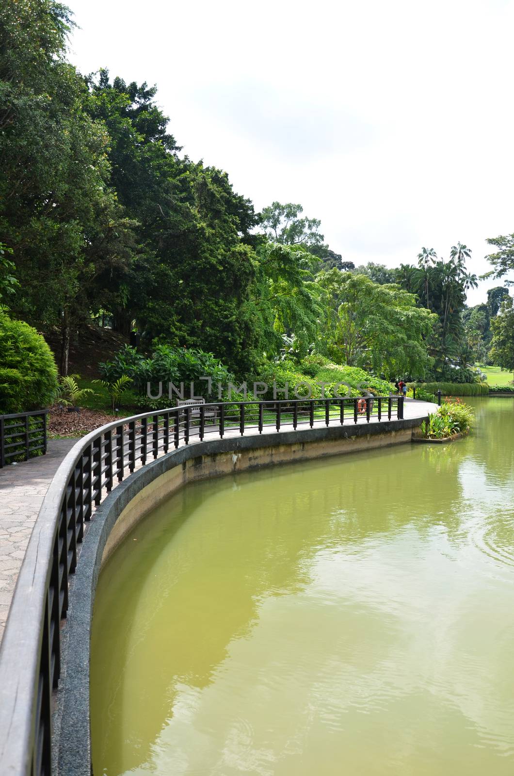 Lake in Singapore Botanic Garden by tang90246