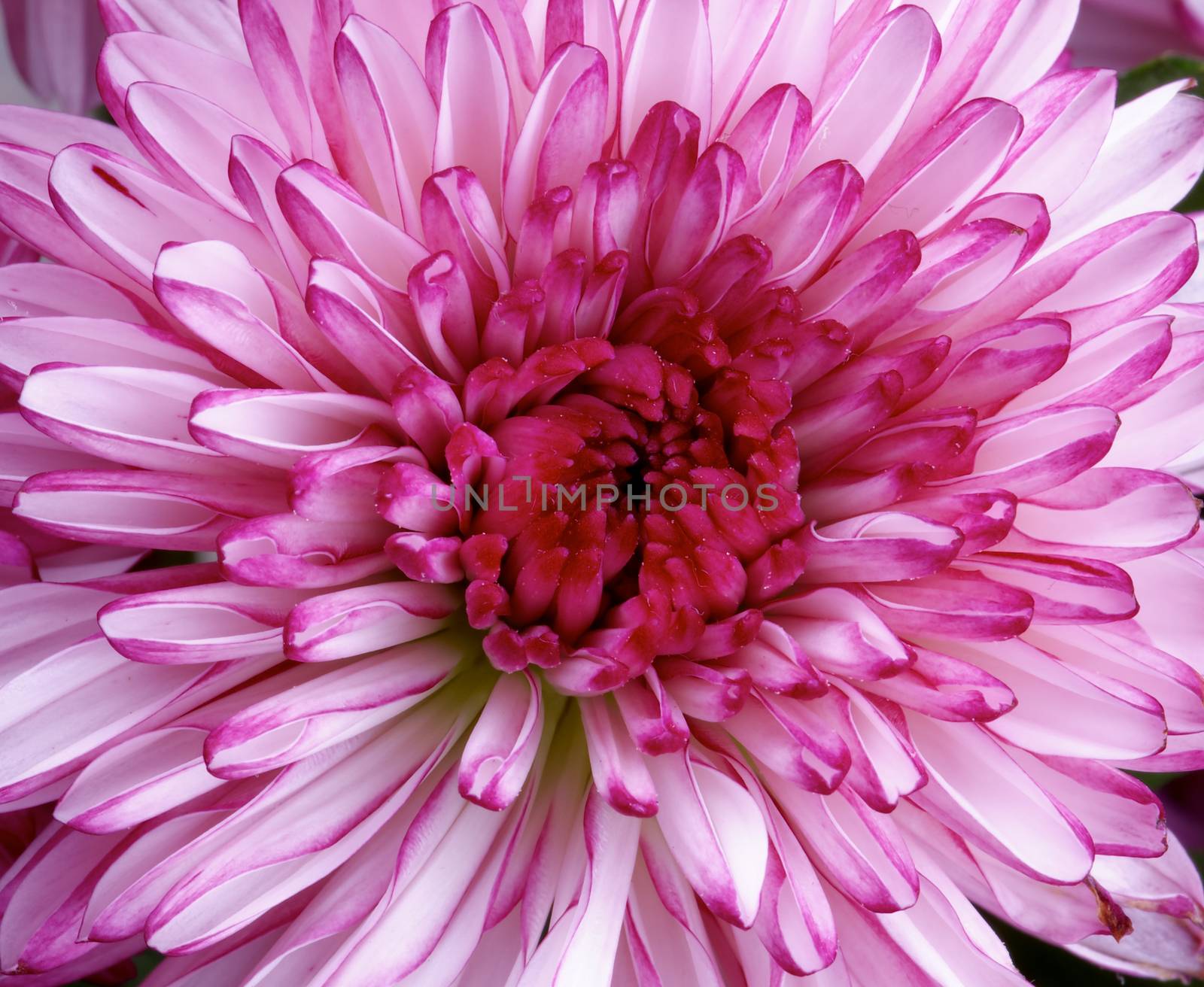 Big Beautiful Pink and White Chrysanthemum Background closeup