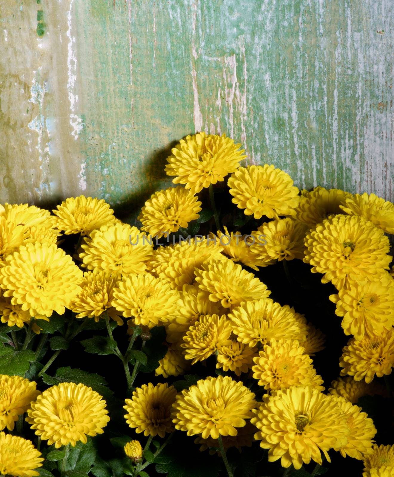 Bunch of Beauty Small Yellow Chrysanthemum as Frame closeup on Green Cracked Wooden background