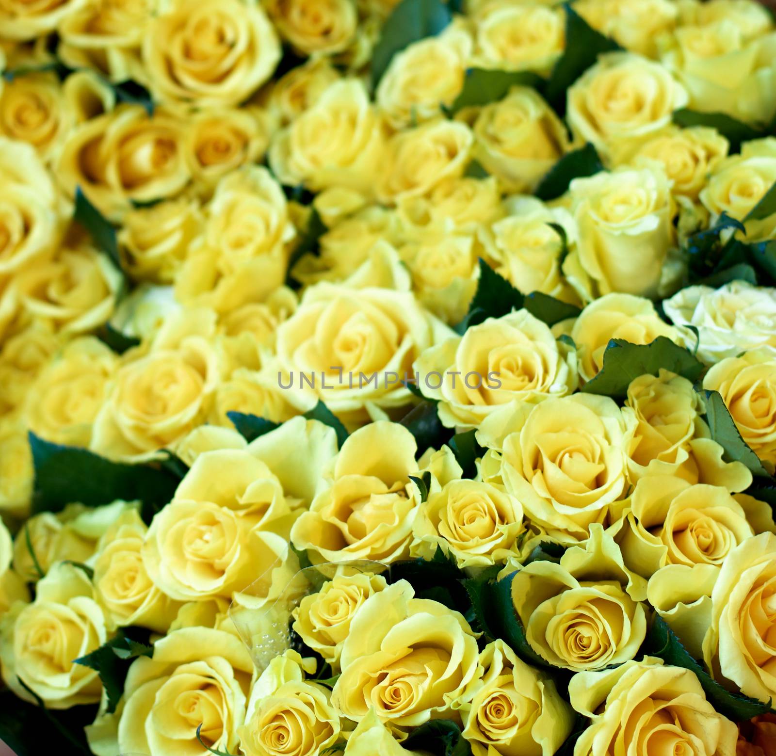 Background of Beauty Lemon Yellow Roses with Leafs Outdoors. Focus on Foreground