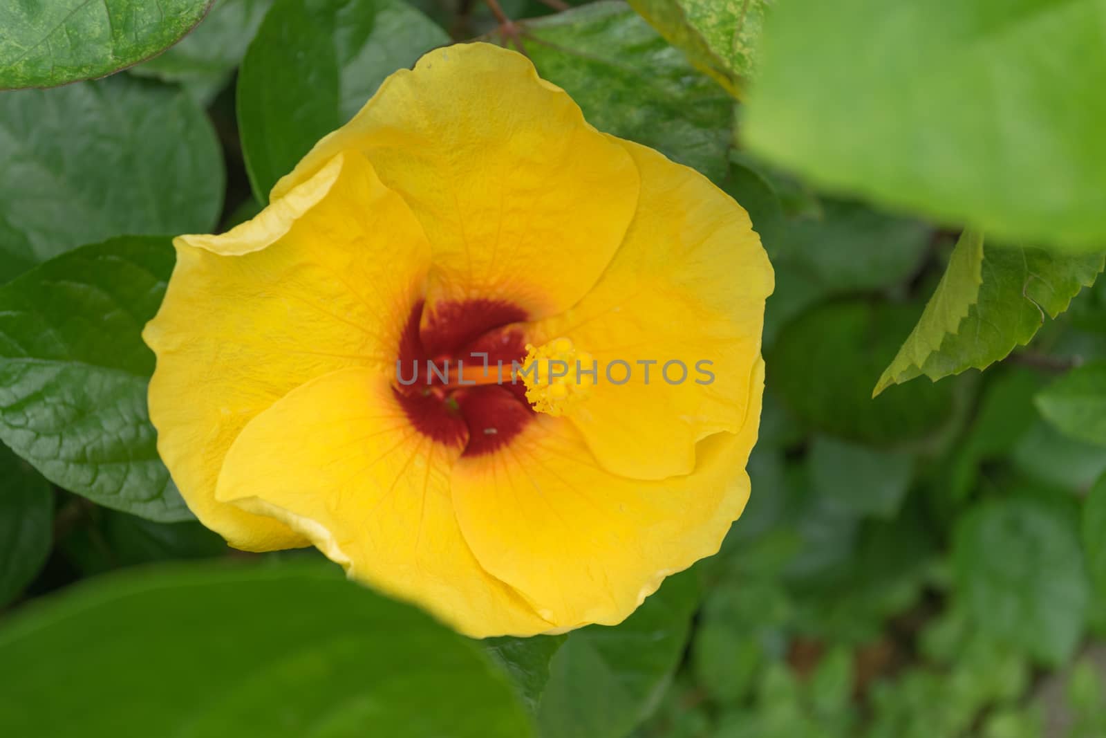 Hibiscus flowers - yellow flower in the nature