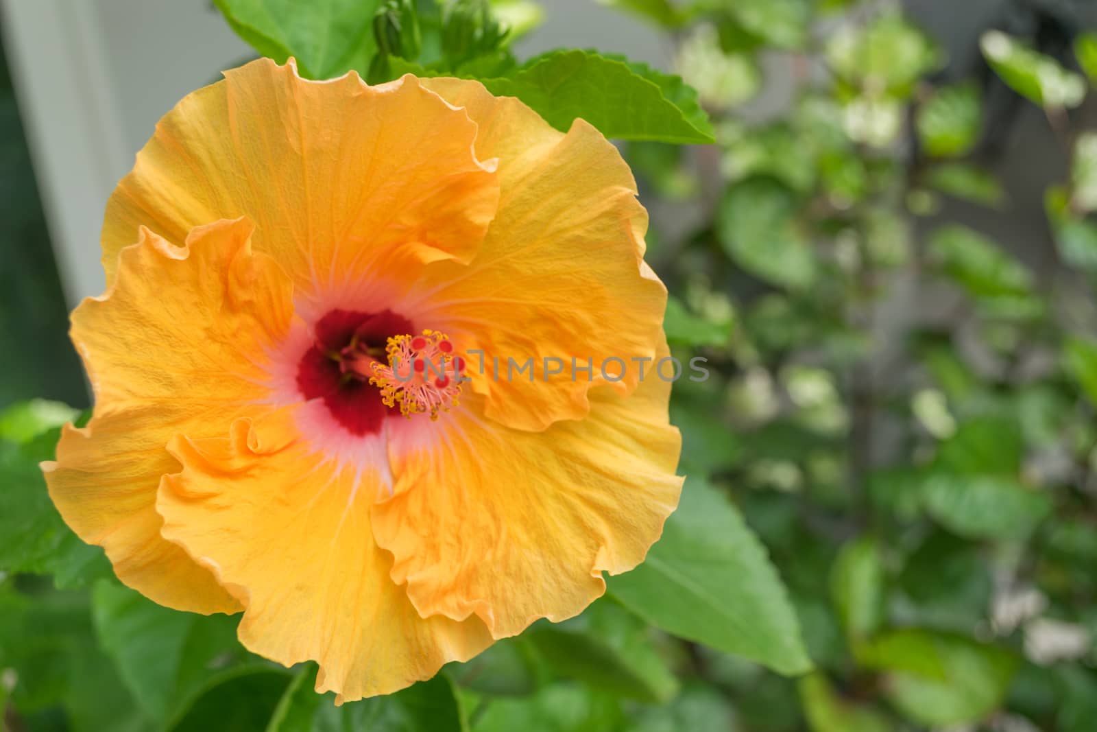 Hibiscus flowers - yellow flower in the nature