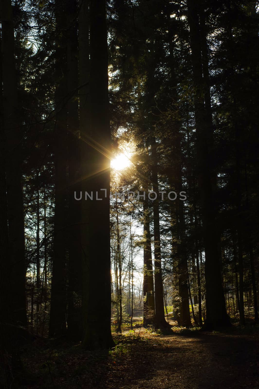 Dark green forest with a path between trees at sunrise. by evolutionnow