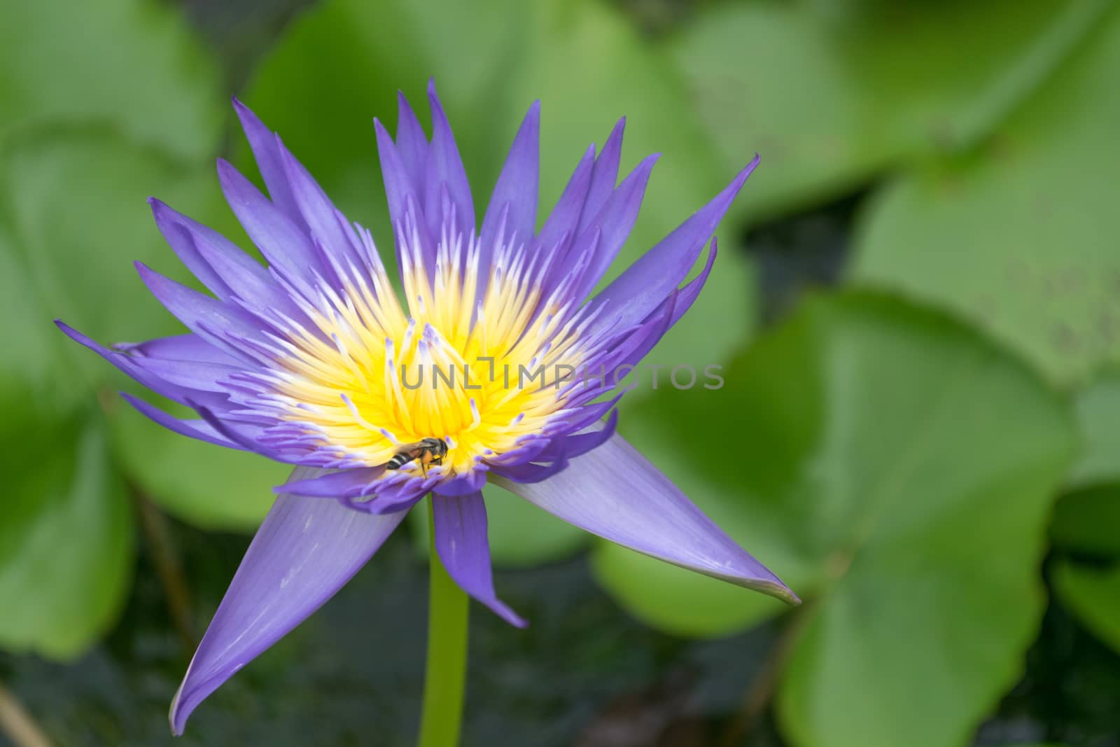 Close up lotus flower and lotus flower plants