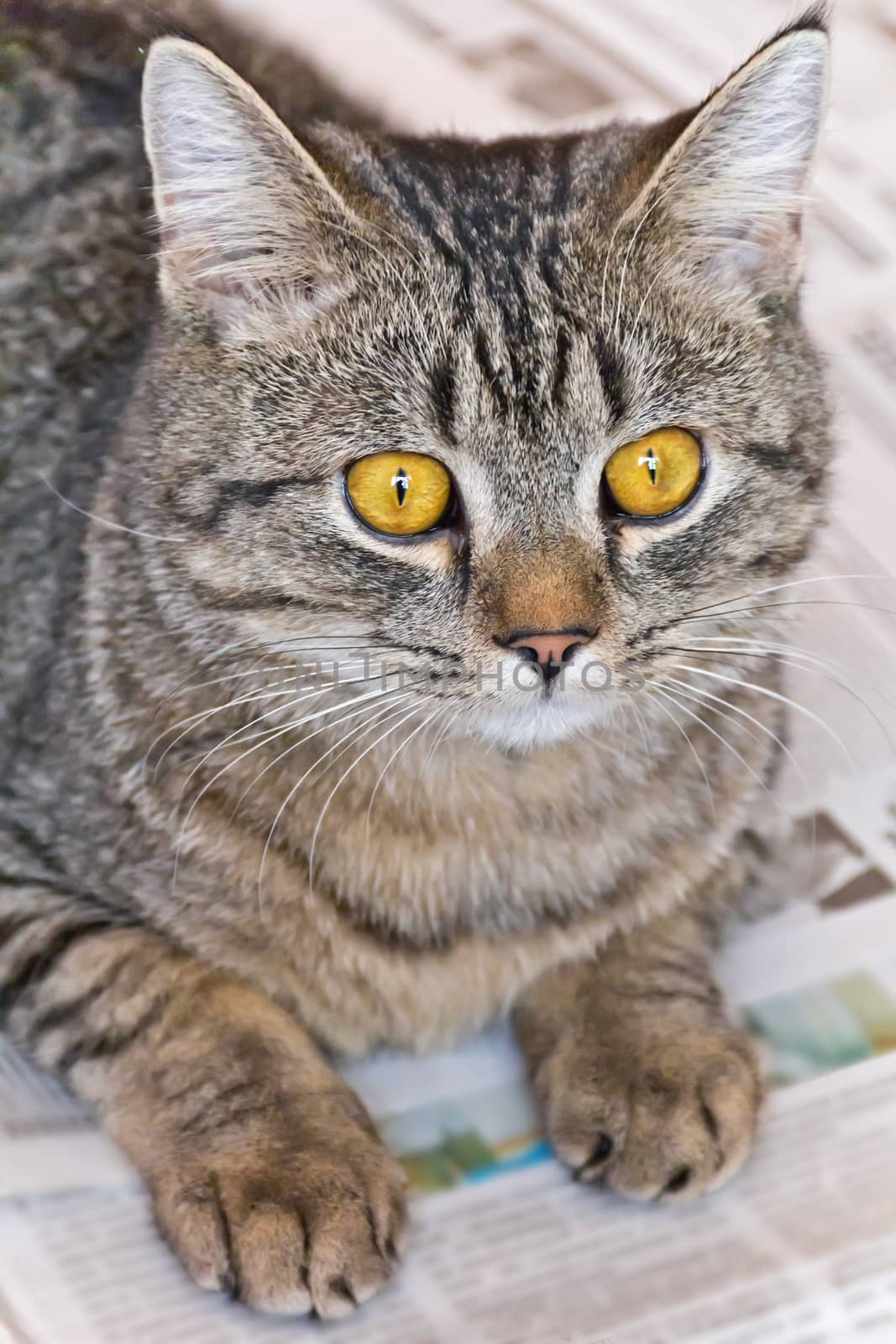 Photo of domestic tiger cat with yellow eyes 