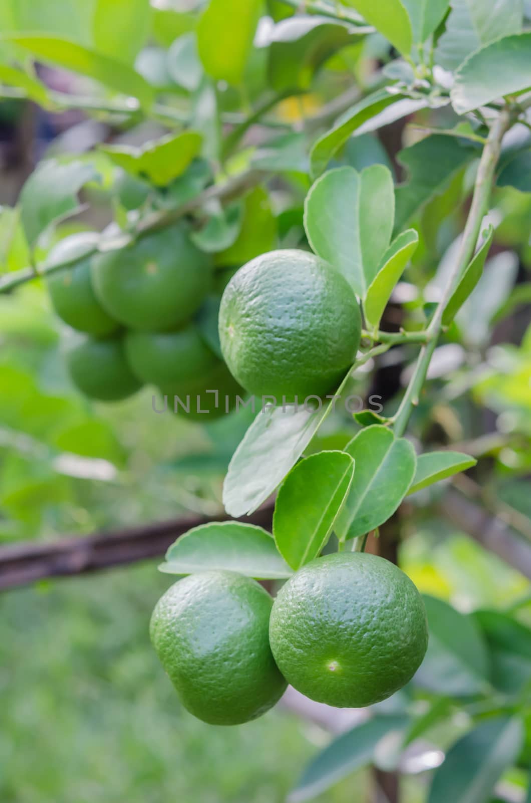 Lime green tree hanging from the branches of it