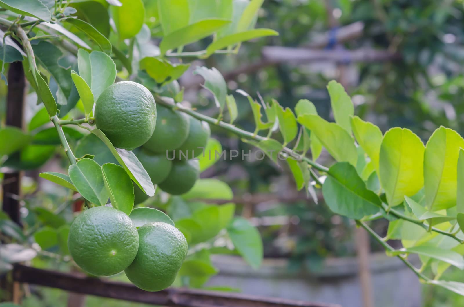 Lime green tree hanging from the branches of it
