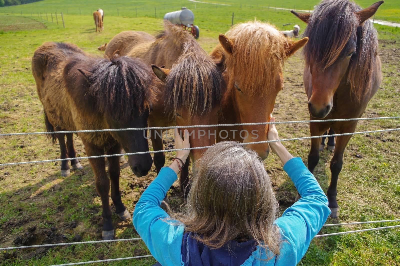 man feeding horses on a meadow at summer time