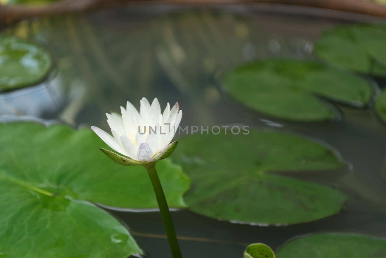 White Lotus