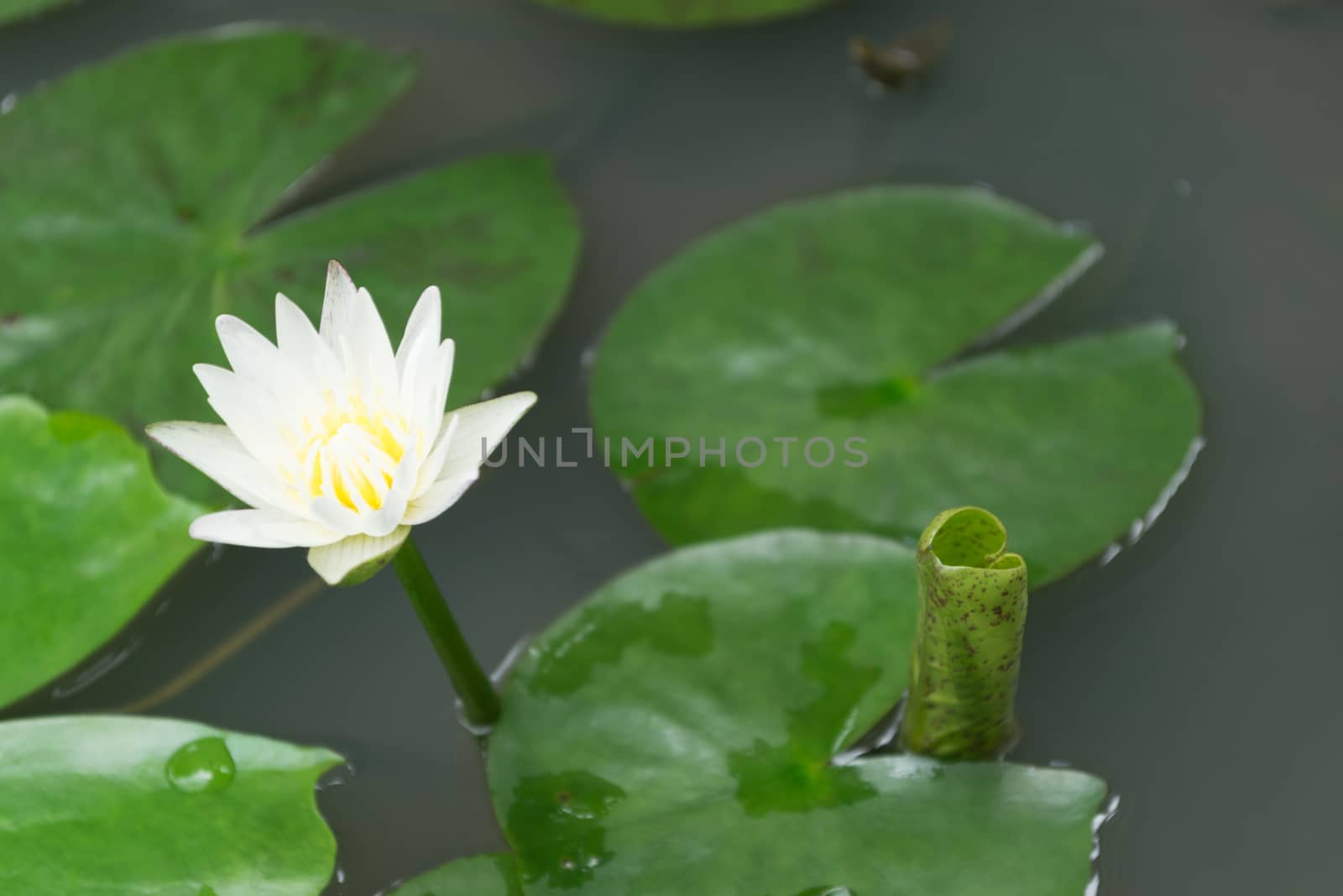 White Lotus