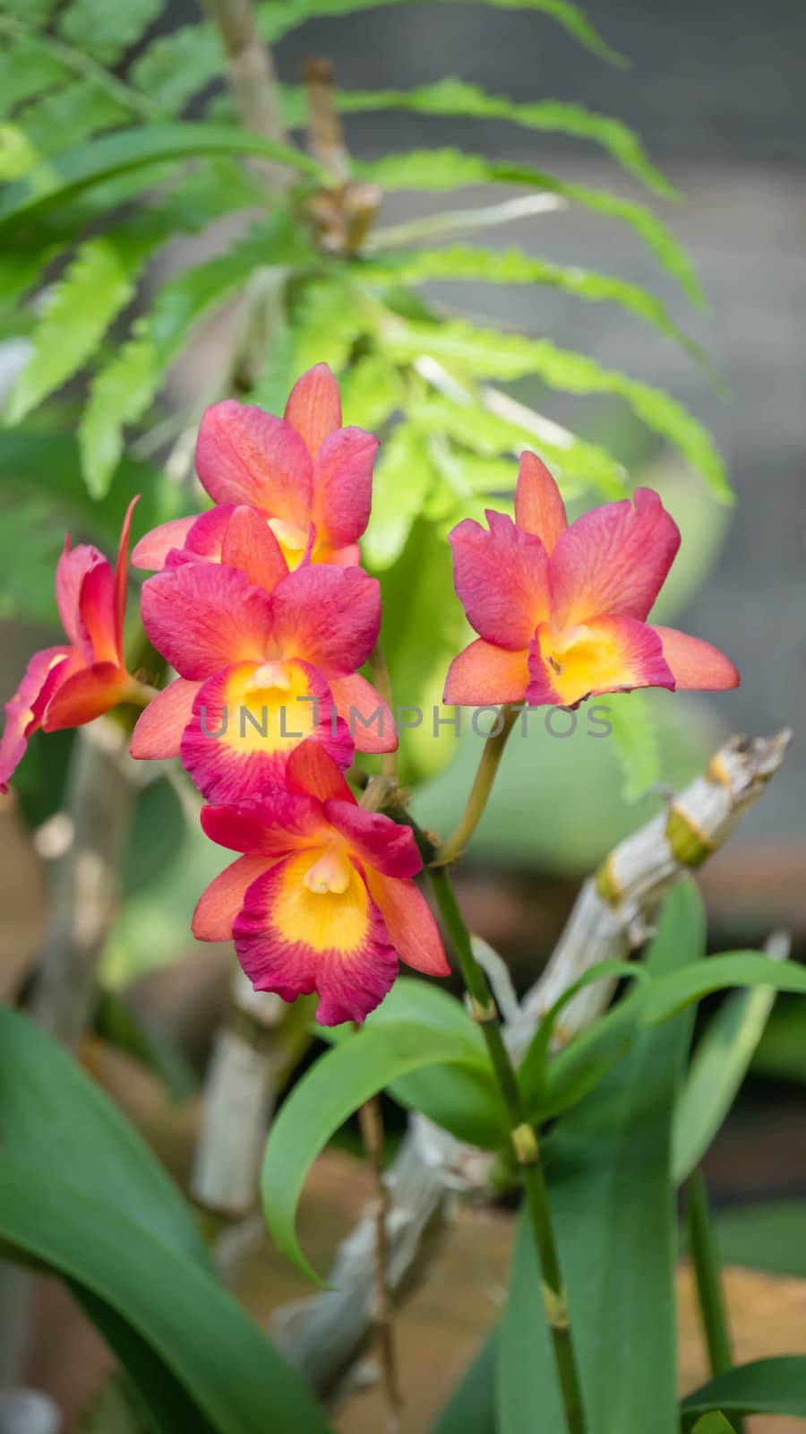 Close up of beautiful orchids blooms in garden