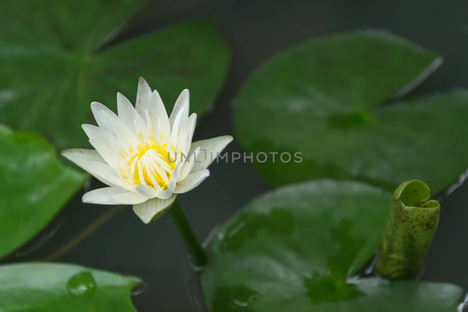 White Lotus