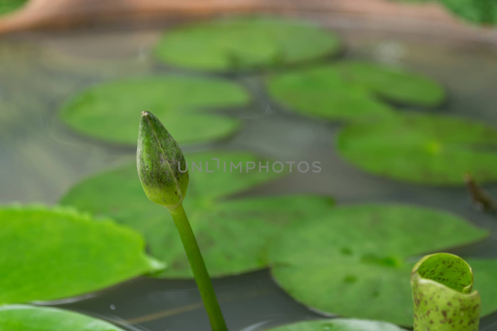 White Lotus