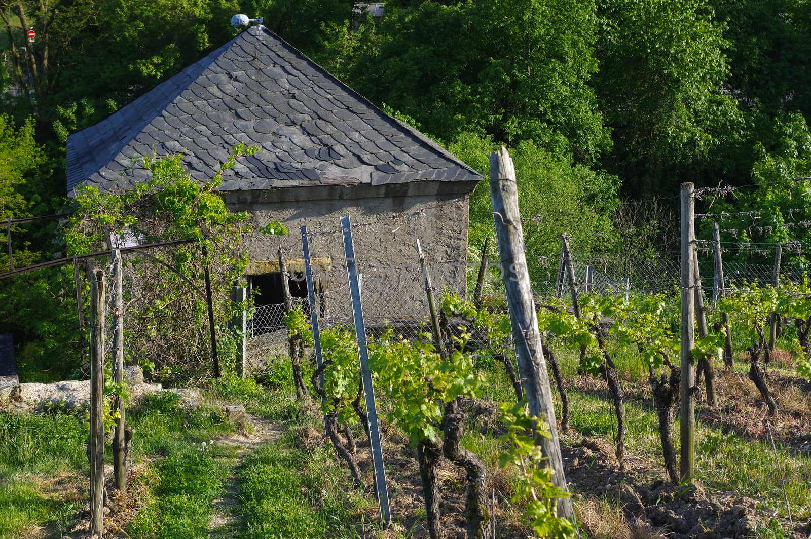 Beautiful old Wine house surrounded with vineyard hills. Grape fields near Wuerzburg, Germany by evolutionnow