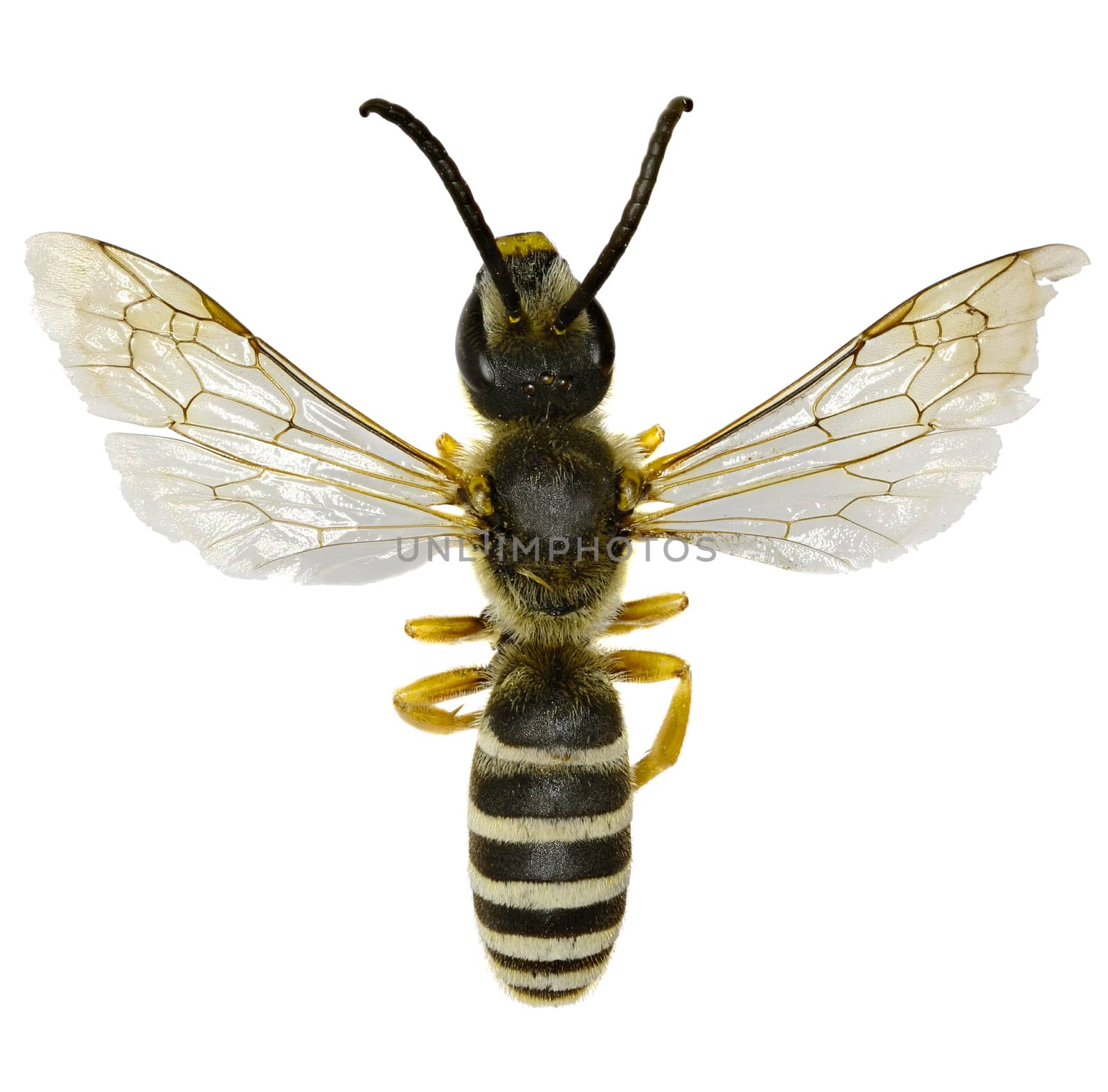 Great Banded Furrow Bee on white Background  -  Halictus scabiosae (Rossi, 1790)