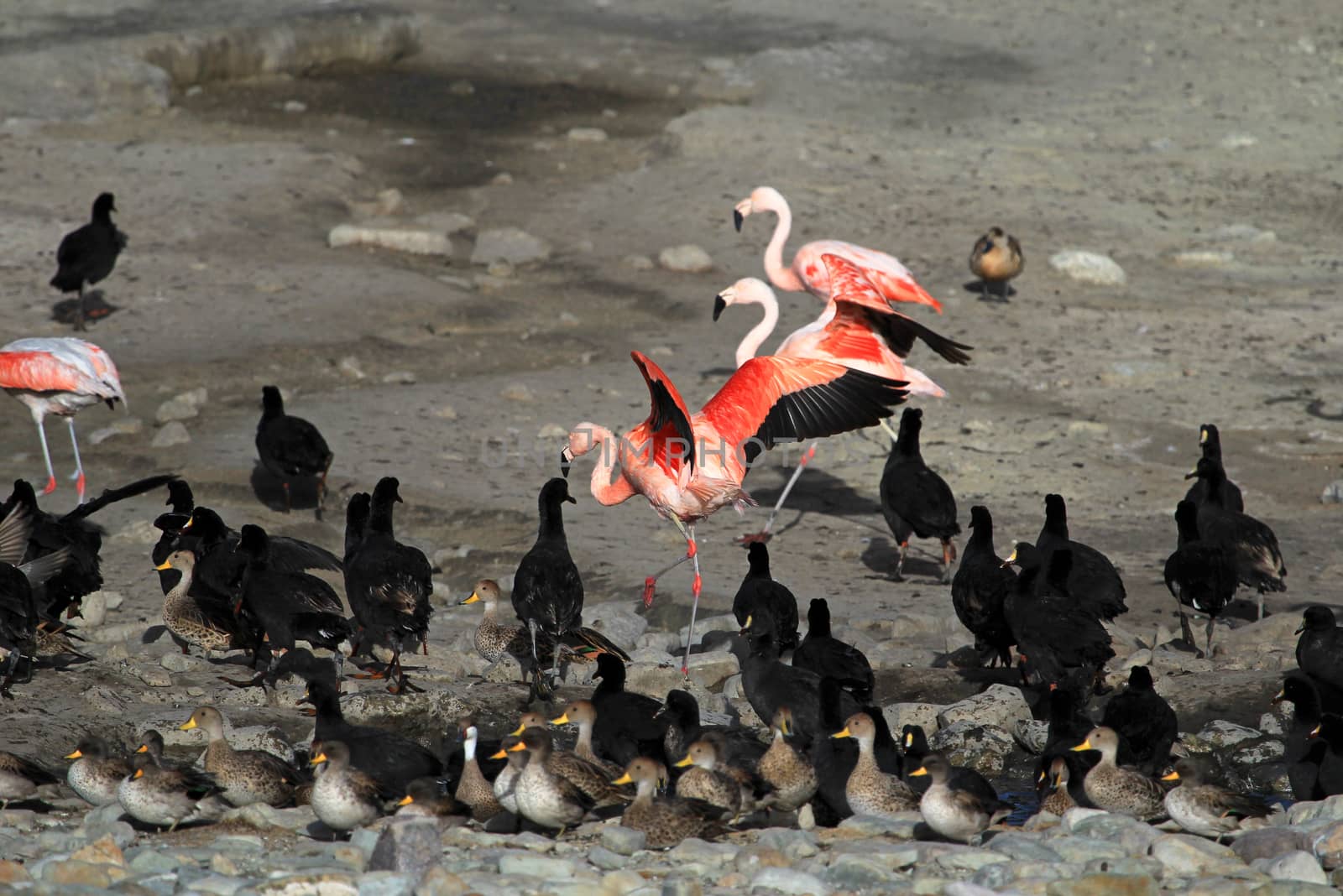 Chileflamingos, lake Tajsara, southern Bolivia South America