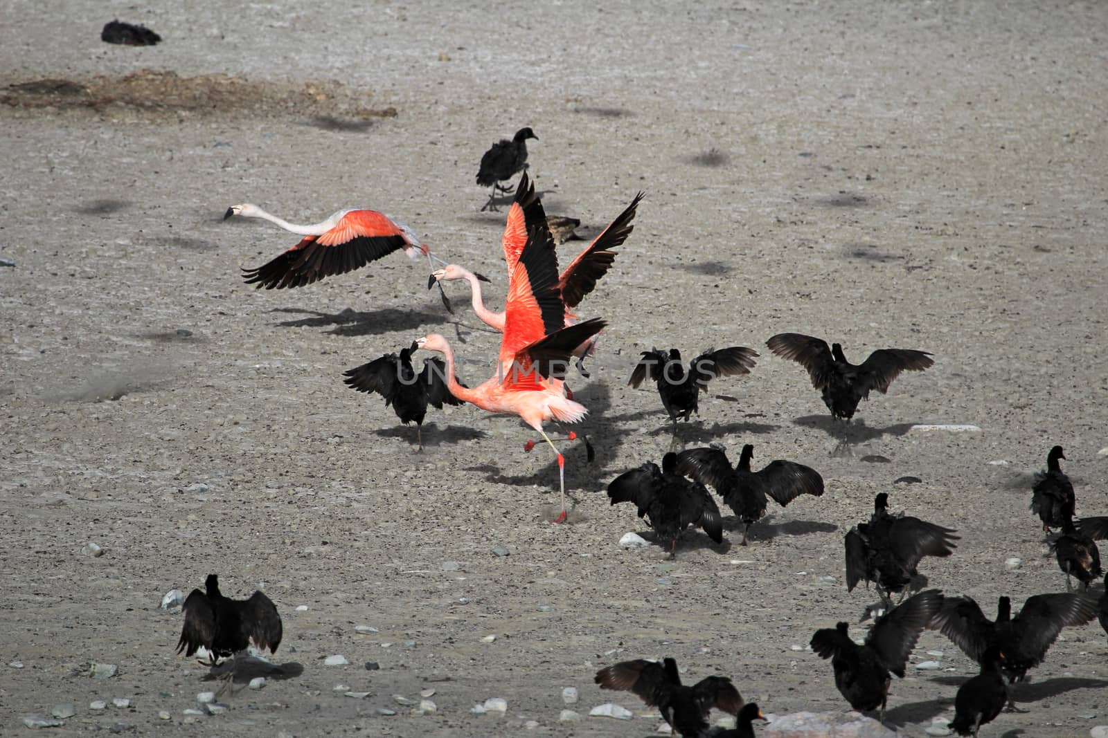 Chileflamingos, lake Tajsara, southern Bolivia South America