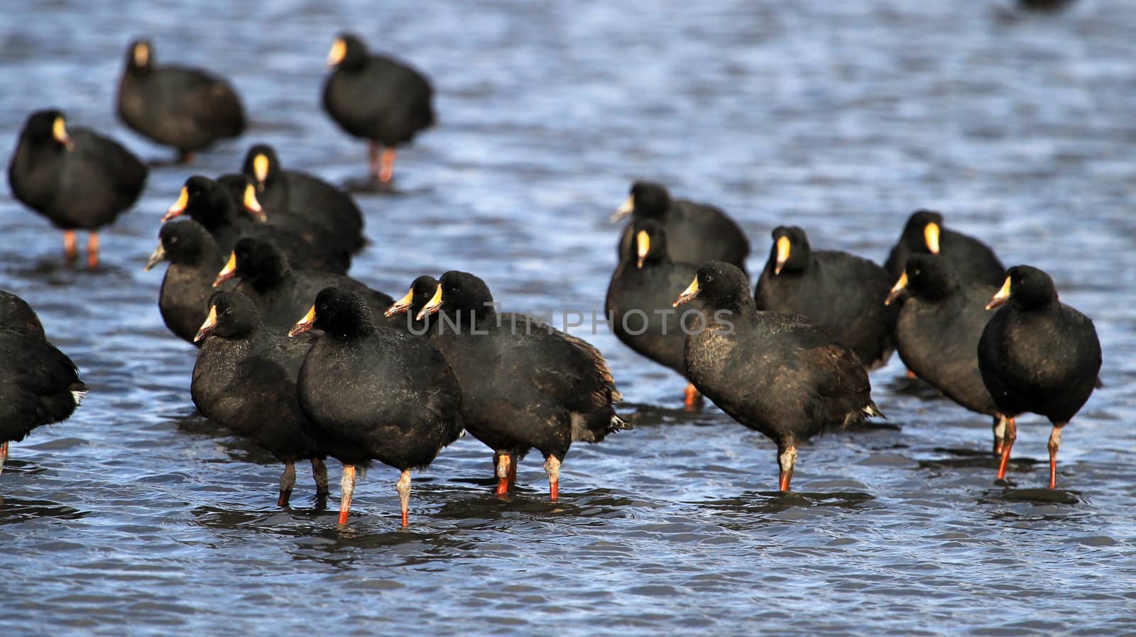 Giant coots, lake Tajsara, southern Bolivia South America