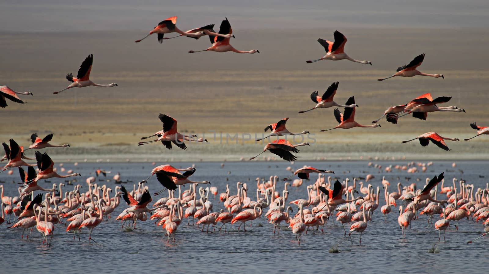 Flying chileflamingos, lake Tajsara, southern Bolivia South America