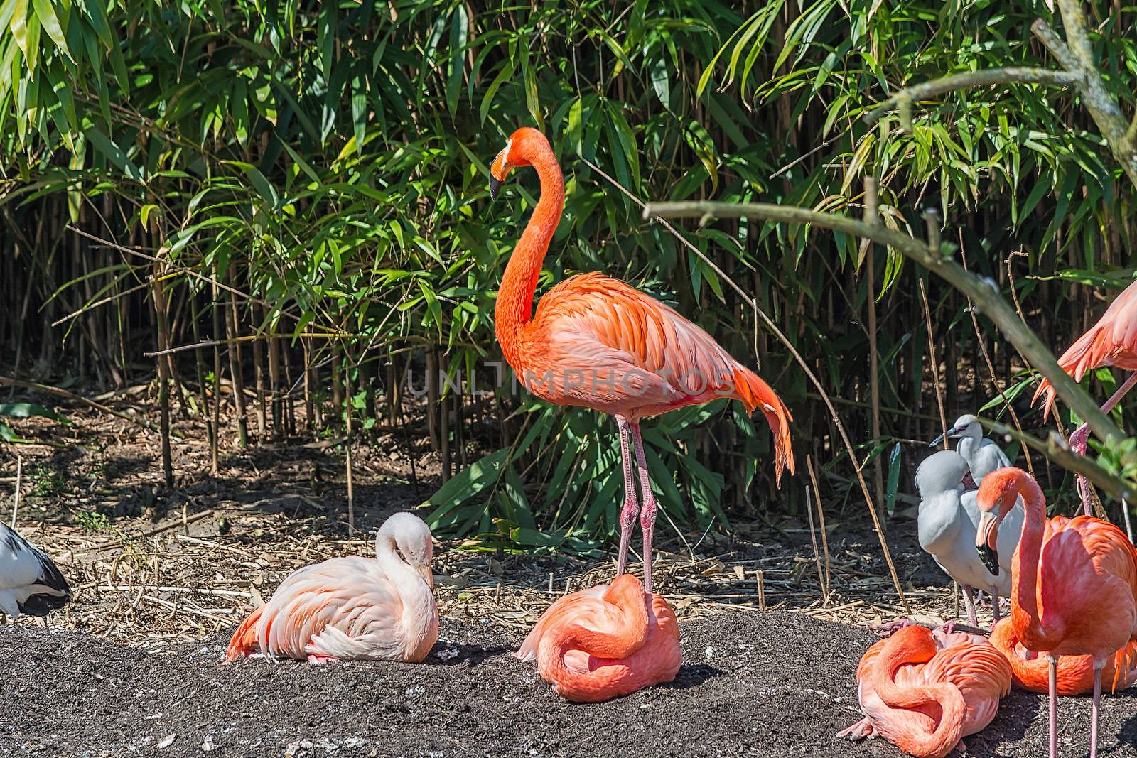 A group of flamingos on a bamboo forest.