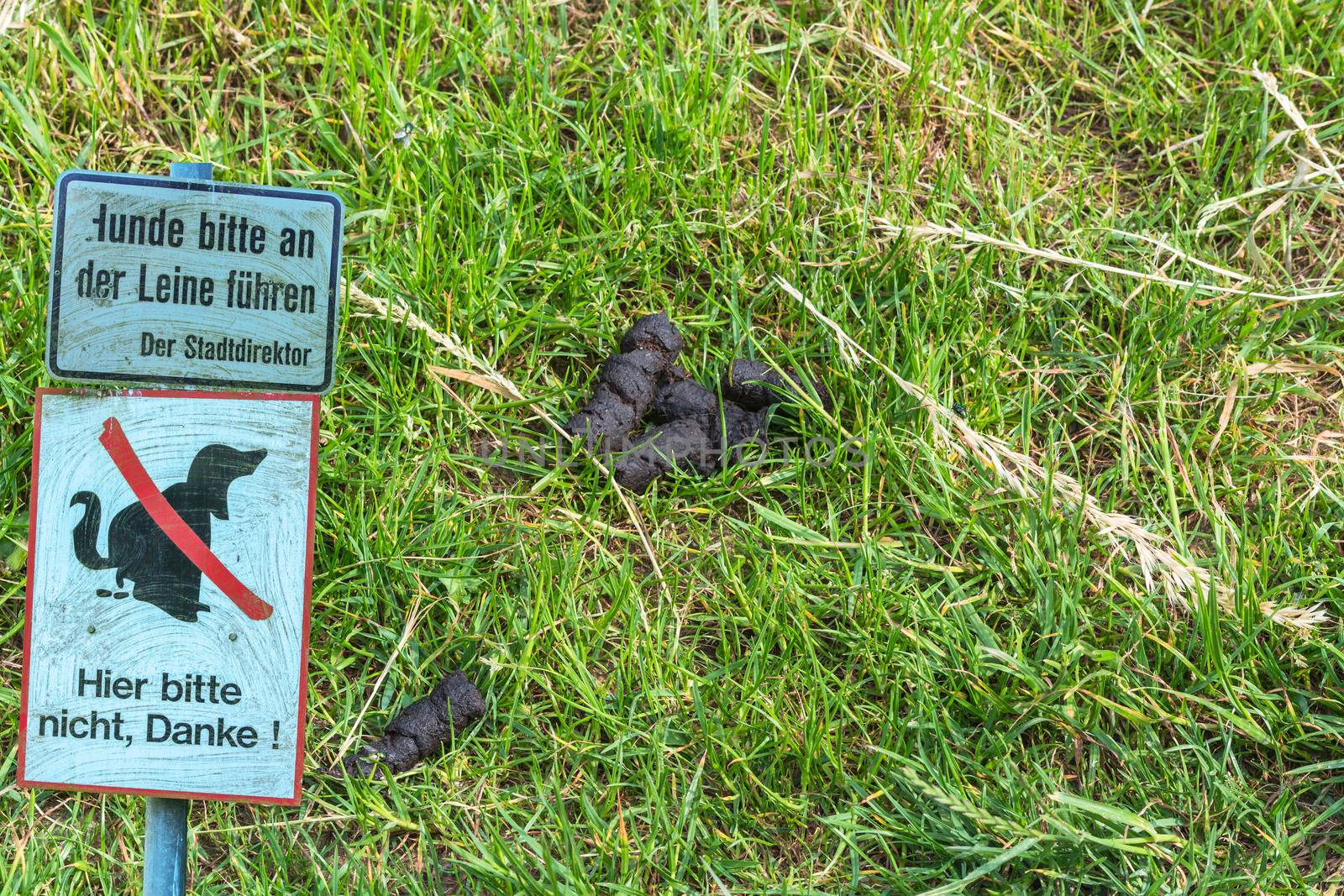Dog feces on a meadow next to a sign with lettering in German "No Dog Popping"
