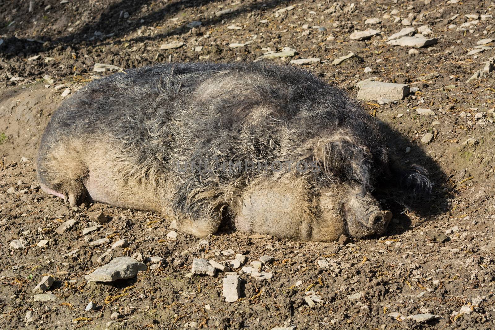 Wild boar in the mud in the warm summer sun lying.